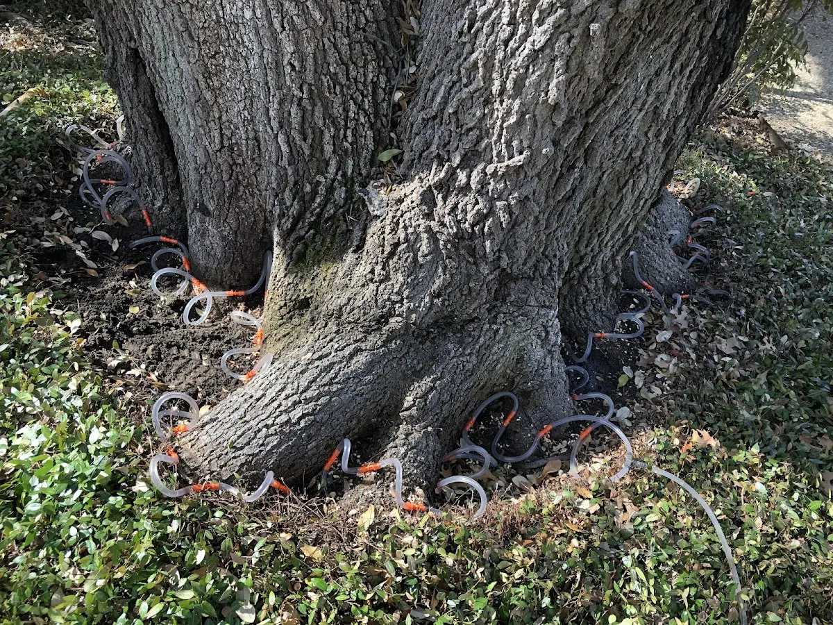 Detailed Tree Cabling and Bracing job site in Weaver