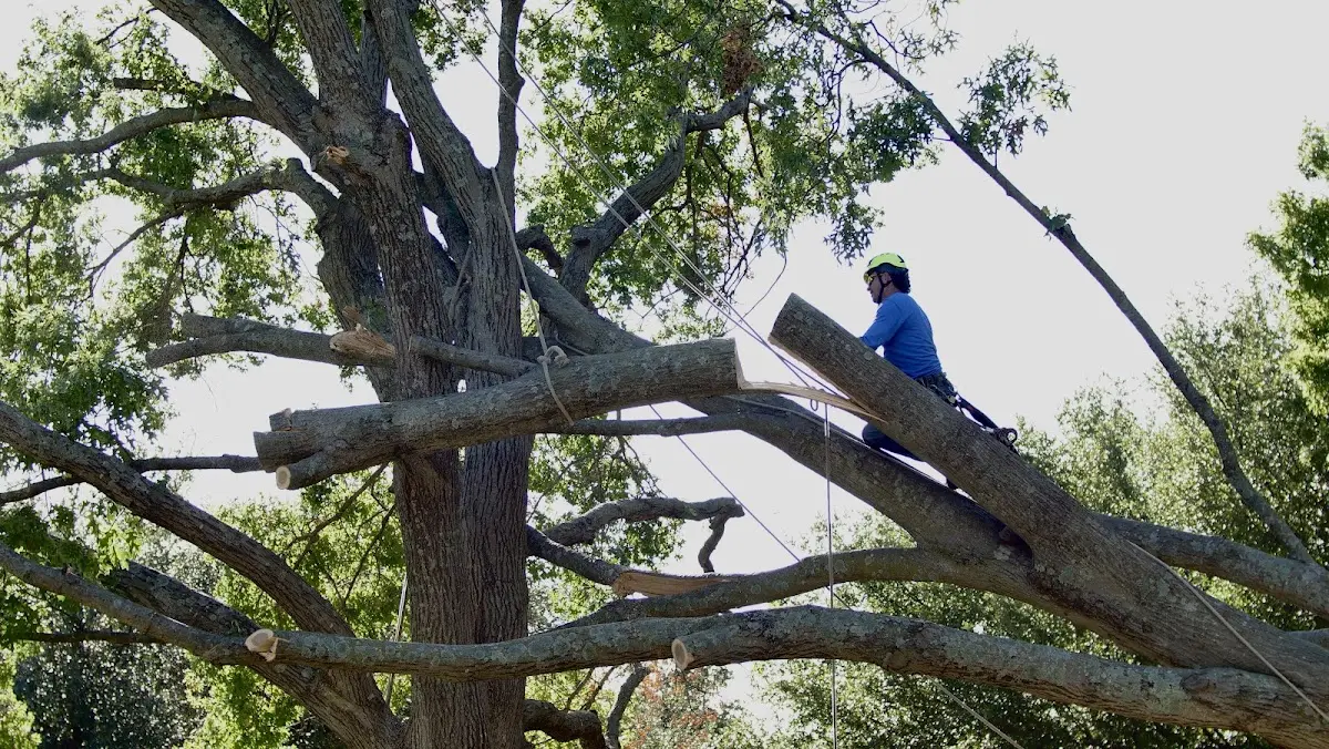 Professional Hazardous Tree Removal performed by certified arborists in Weaver